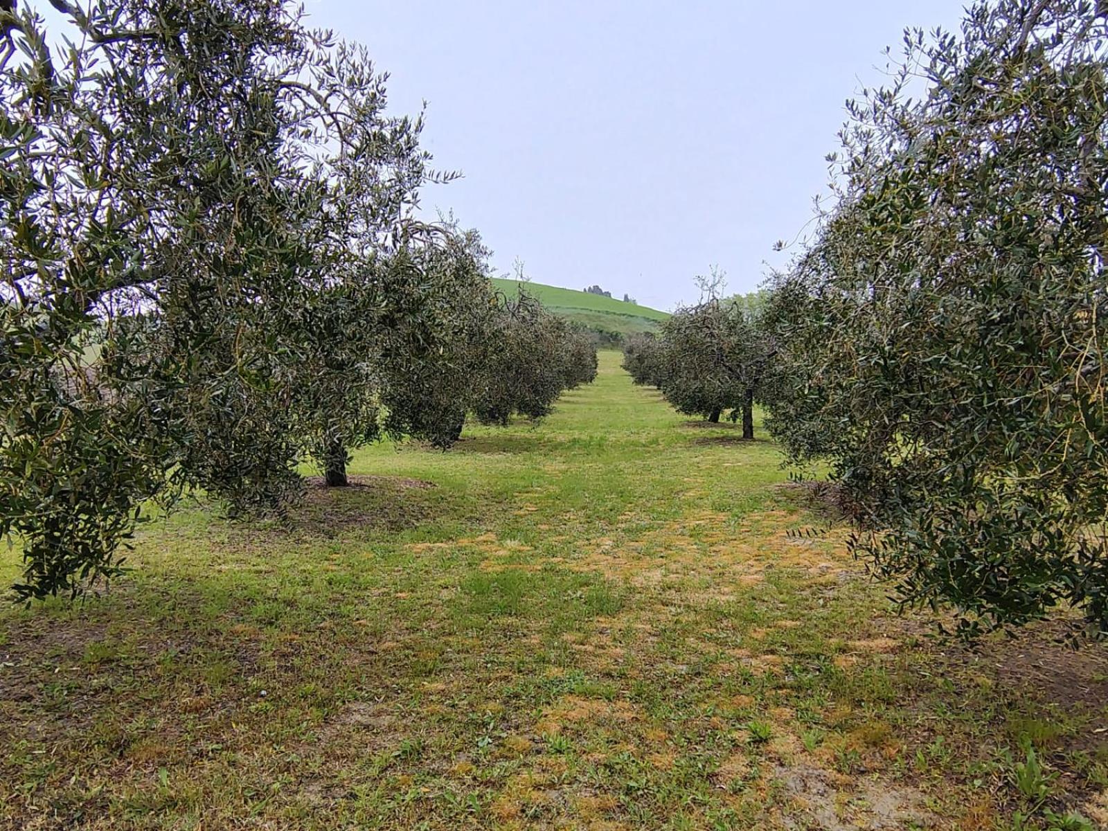 Casa Vacanze Podere San Giusto 渥尔特拉 外观 照片